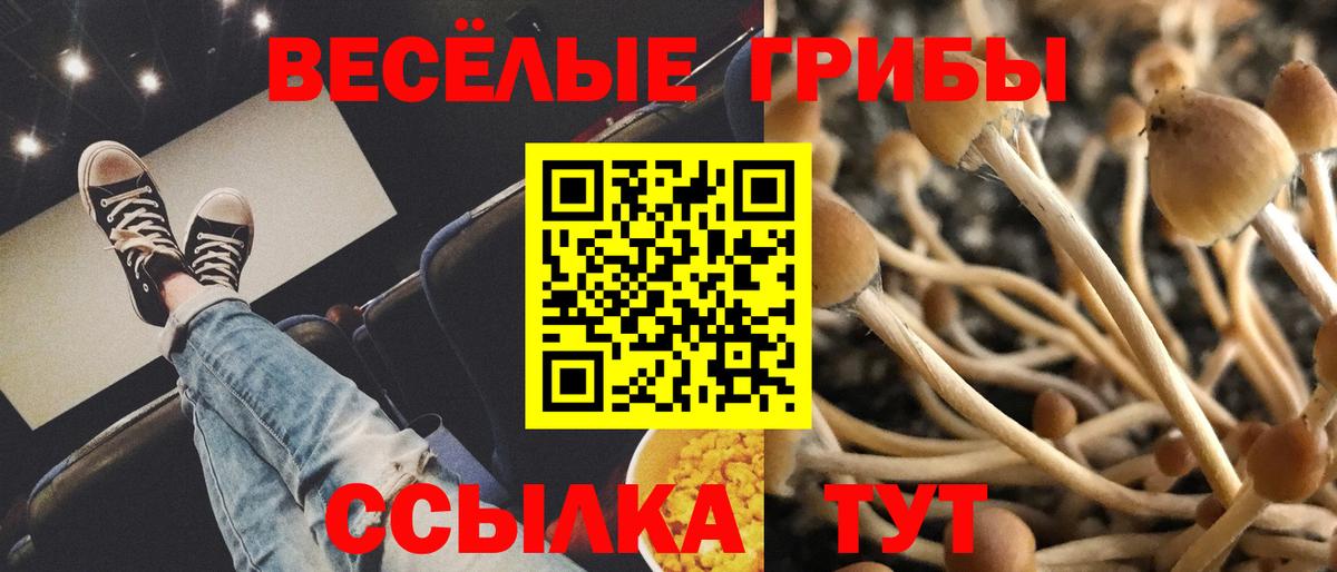 Псилоцибиновые грибы Psilocybe Камышин